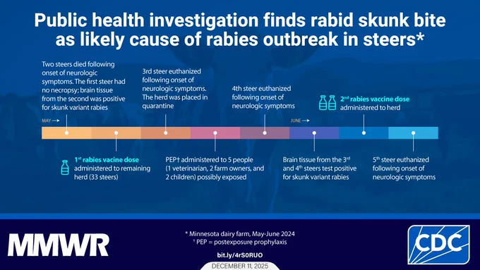 The graphic shows a timeline of a rabies outbreak among steers on a Minnesota farm. Text reads, “Public health investigation finds rabid skunk bite as likely cause of rabies outbreak in steers.”