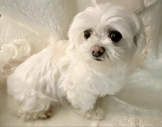 Lucy blending in to a fake sheepskin rug that was totally not made from maltese
