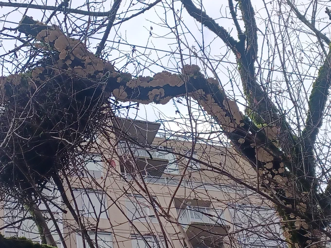 Upper tree limb bursting with white fungus.