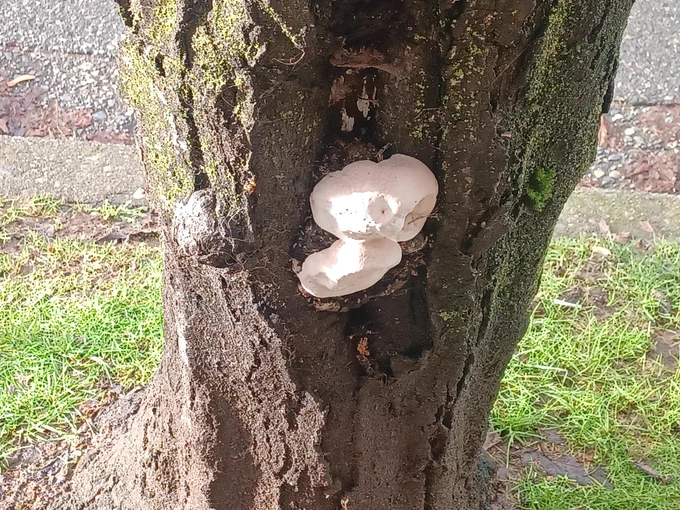 Big blob of white fungus growing on lower tree trunk.