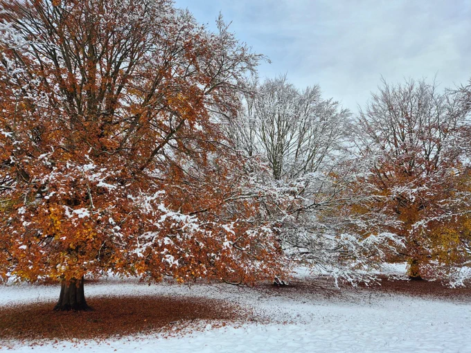 "Snowy trees", by Megan Homer.