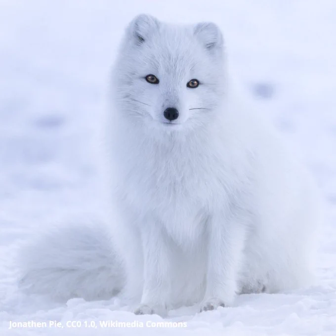 A photo of an Arctic fox surrounded by a rocky, snowy environment. The fox’s coat is white in color. Its eyes are focused on the viewer.