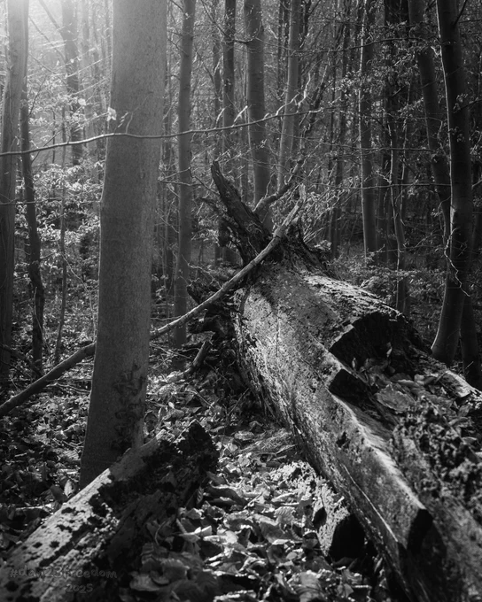 A black-and-white photo of a forest floor featuring a large fallen tree trunk covered with moss and leaves, illuminated by sunlight filtering through bare trees.
—
Log dreams of walking,
While branches above are mocking.