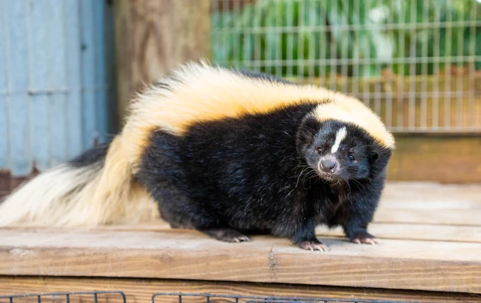 A photo of a black and white skunk, Peanut Butter, who lives inside Wild Florida Adventure Park's Gator Park.