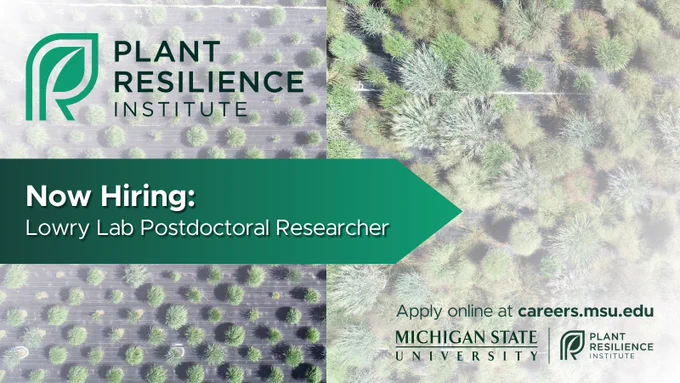A graphic with faded background images of switchgrass plants and the Plant Resilience Institute logo in the top left corner. In a green gradient arrow, there is text that says, “Now Hiring: Lowry Lab Postdoctoral Researcher.” In the bottom right corner, there is the MSU PRI logo and the text, “Apply online at careers.msu.edu.”