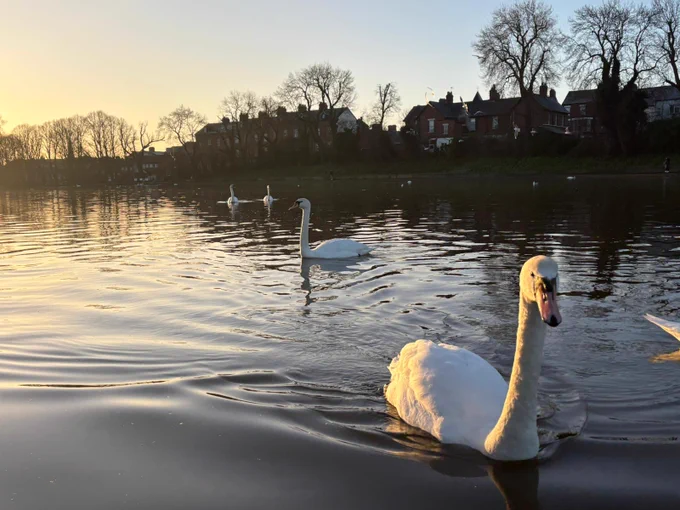 Swans in the lower pond of the Waterworks with a sunrise in the background. 