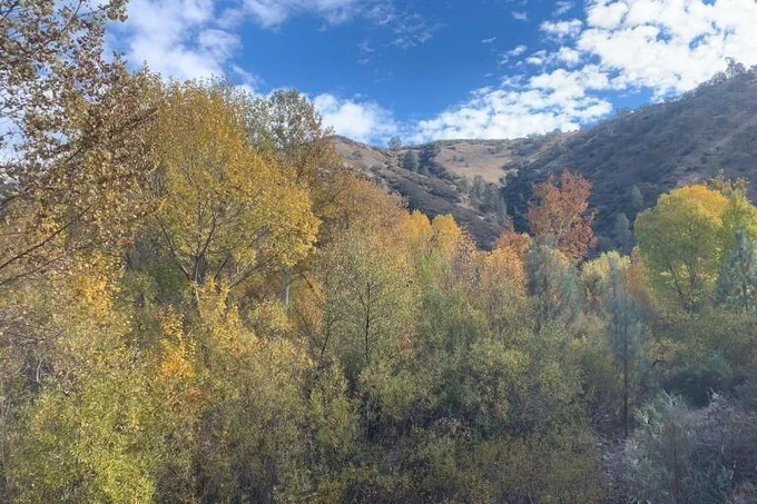 Western sycamore, Fremont cottonwood, willow, and gray pine trees line the mainstem of Chalone Creek in Pinnacles National Park. 