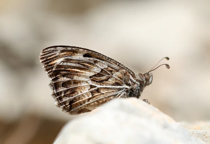 Southern Hermit (Chazara prieuri) © Jon Dunn
