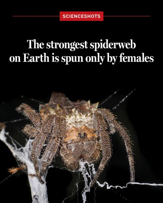 The strongest spiderweb on Earth is spun only by females