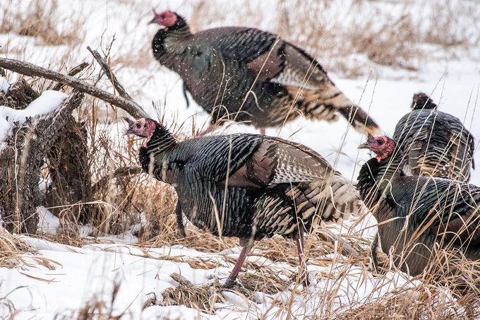 Wild Turkeys (Merriam's subspecies of Meleagris gallopavo) in Pine Ridge of Dawes County.
