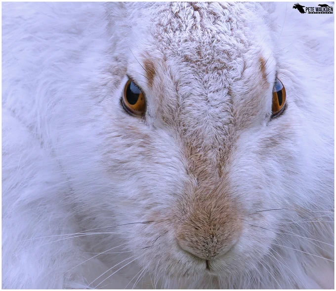A photo of a mountain hare, cropped close up to show off the gorgeous brown eyes, white fur and slightly brown nose.