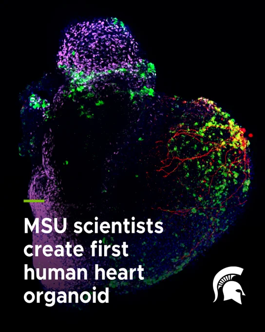 Image shows a heart organoid with colorful cells. Text reads "MSU scientists create first human heart organoid". The MSU logo is also displayed.