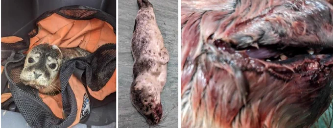 Harbour seal pup who died with a very high concentration PCBs in August 2024 - https://www.sealresearch.org/research/tess-seal-pup-crowdfunding-project