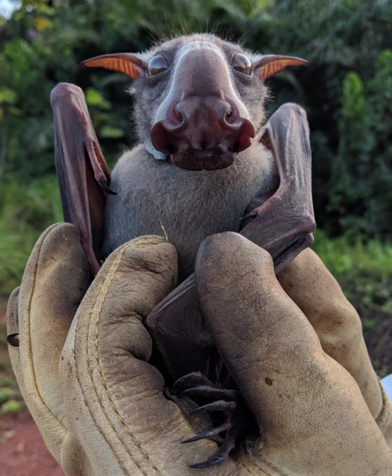 Photograph of a gloved hand holding a bat.  The bat is the size of an adult human's hand and it's facing the camera.  The most prominent feature is the large nose.

Text: https://www.discoverwildlife.com/animal-facts/weirdest-animal-body-parts

Image: Sarah H. Olson,Gerard Bounga,Alain Ondzie,Trent Bushmaker,Stephanie N. Seifert,Eeva Kuisma,Dylan W. Taylor,Vincent J. Munster, Chris Walzer, CC0, via Wikimedia Commons
