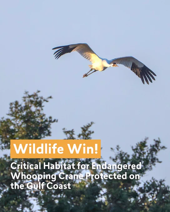 An endangered whooping crane in flight against a twilight sky, with text overlay that reads: 'Wildlife Win! Critical Habitat for Endangered Whooping Crane Protected on the Gulf Coast.'