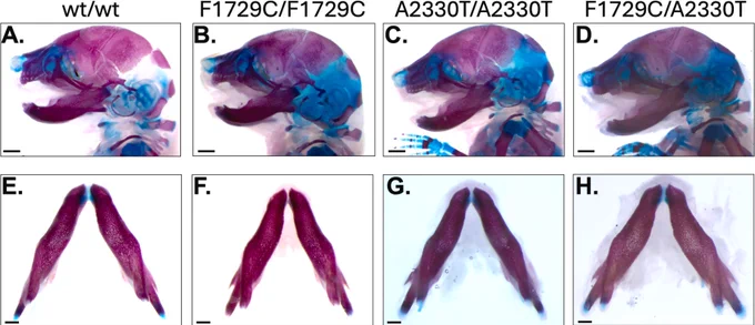 Fig. 5. Dmxl1 embryos show no signs of craniofacial dysmorphism or micrognathia. (A–H) Skeletal preparations to highlight craniofacial structures (A–D) and dissociated mandibles at E18.5 (E–H).