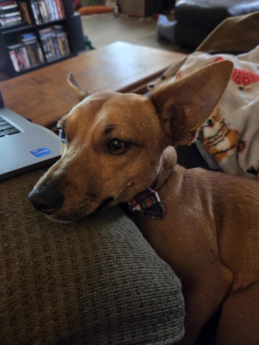 A cute brown dog in a bowtie has his head on a pillow next to a laptop