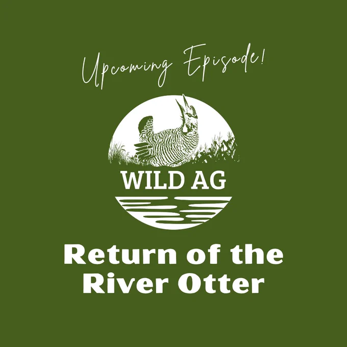 WildAg podcast logo on a green background. Text reads, "Upcoming episode! Return of the river otter."