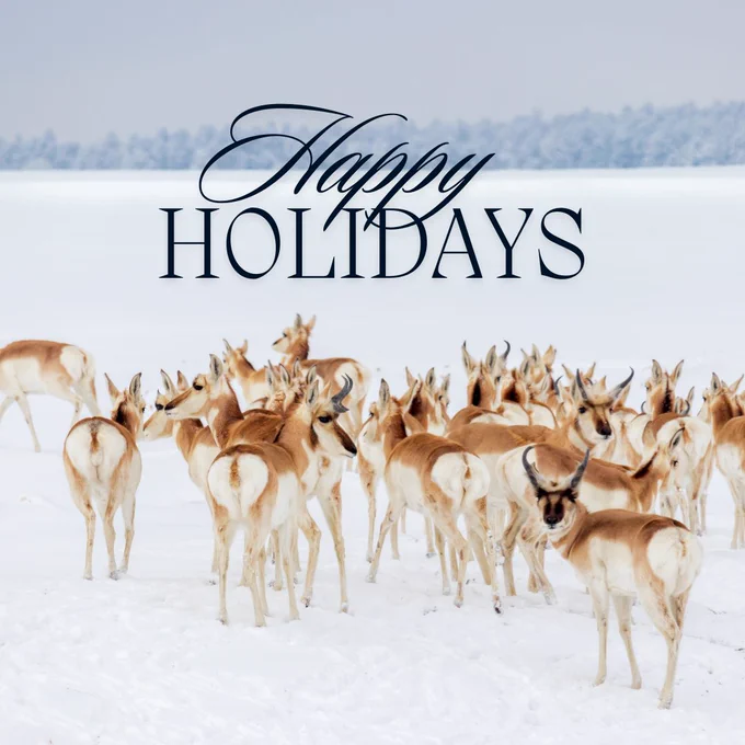 Pronghorn herd in the snow. Text reads, "Happy holidays."