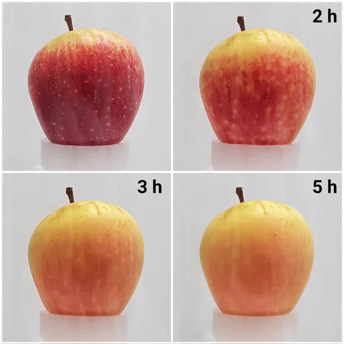 Collage of four photos of an apple in an atmosphere of sulfur dioxide. The photos were taken one or two hours apart and show the red apple fading to yellow-orange.