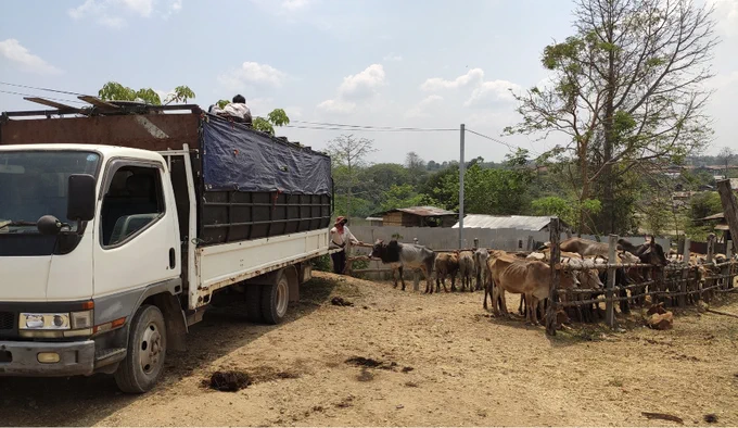 Photograph of cattle being transported out of a truck to the border of Thailand. Photograph by the author of the article.