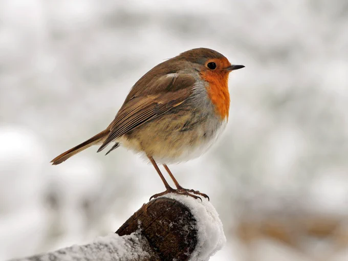 Robin on a snowy branch