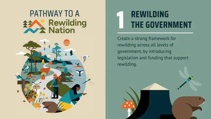 LEFT SIDE: Colourful illustration with the text "Pathway to a Rewilding Nation" featuring a diverse natural landscape including land and sea. It shows people hiking, planting and canoeing amidst various wildlife, including a beaver, crested tit and lynx alongside other insects, birds, mammals and trees. There are mountains and a lighthouse in the distance.

RIGHT SIDE: Illustrated image titled "1 Rewilding the Government" followed by "Create a strong framework for rewilding across all levels of government, by introducing legislation and funding that support rewilding." Includes an illustration of a mushroom, tree stump, dragonfly and a beaver on a green background.