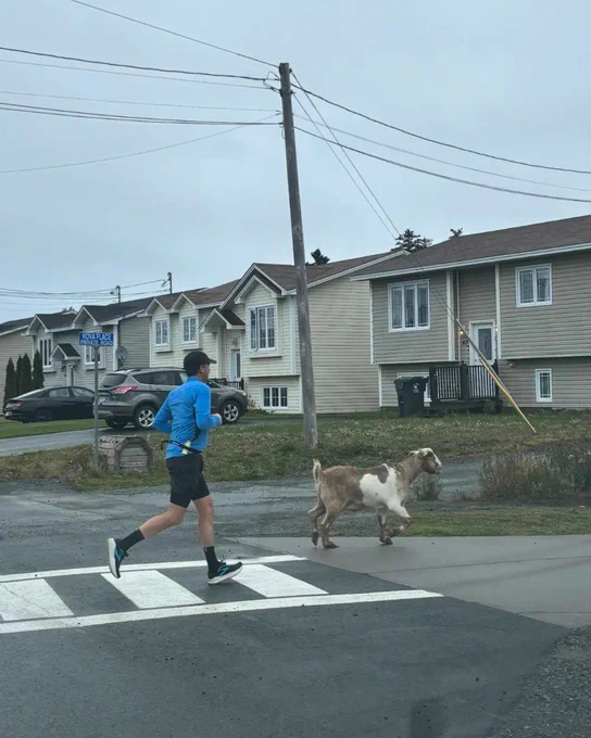 A brown and white goat running across a street onto a paved path. A man in athletic gear is running behind him.