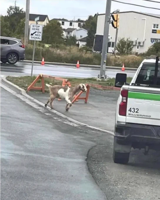 A grainy photo of a brown and white goat running along a paved trail.