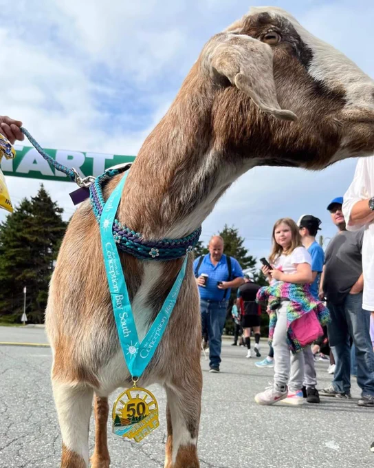A brown and white goat wearing a half marathon medal around its neck.