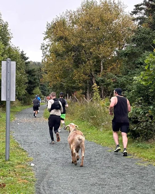 A group of runners running along a gravel path, pictured from behind. Alongside them is a brown goat.