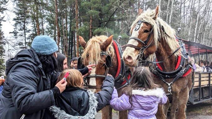 People in winter coats stand near two brown Clydesdale horses with harnesses by a wagon with pine trees in background