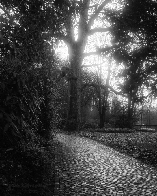 A park entrance with a gently curving cobblestone path in the foreground. The path leads into a wooded area filled with tall, bare trees casting long shadows. Dense foliage lines the left side of the path, while fallen leaves cover the ground on the right. 
—
Curved stones invite steps, / Shadows weave through silent trees, / Calm descends like mist.