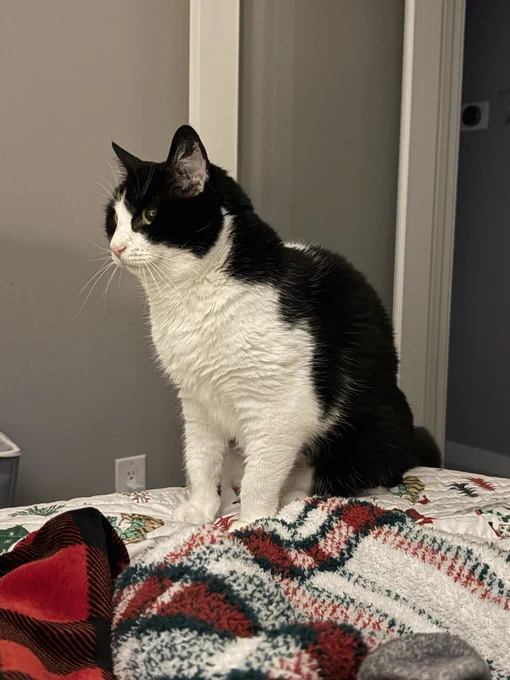 A black and white cat standing on the end of a bed.