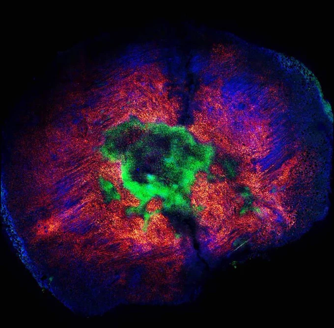 image of cells, depicted as a blob with swirls of green, blue and purple 