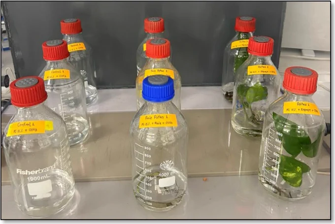 Fig. 1. A) Experimental chamber and B) 1.2 L glass bottle with Dieffenbachia plant cutting immersed in 15% MS nutrient medium.
Fig. 2. Experimental setup to assess VOC removal by cuttings in gas-tight bottles.
