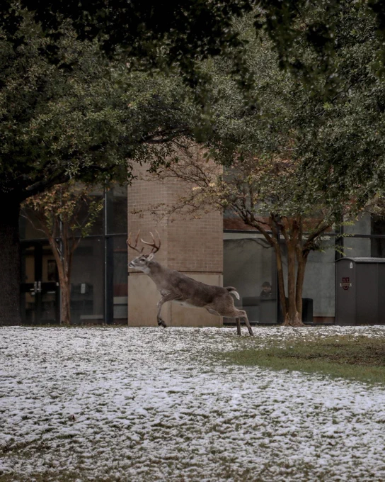 A deer jumping in Snow at TAMIU