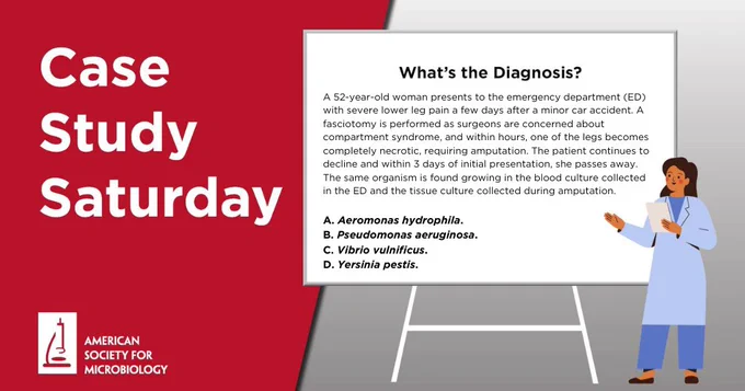 A 52-year-old woman presents to the emergency department (ED) with severe lower leg pain a few days after a minor car accident. A fasciotomy is performed as surgeons are concerned about compartment syndrome, and within hours, one of the legs becomes completely necrotic, requiring amputation. The patient continues to decline and within 3 days of initial presentation, she passes away. The same organism is found growing in the blood culture collected in the ED and the tissue culture collected during amputation.

What's the diagnosis?

A. Aeromonas hydrophila.
B. Pseudomonas aeruginosa.
C. Vibrio vulnificus.
D. Yersinia pestis.
