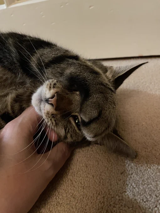 Lovely little kitty!