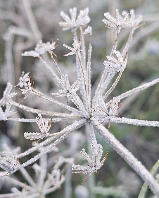 A close‑up of a dried wildflower head covered in delicate frost. The thin stems radiate outward like spokes, each coated in tiny ice crystals against a soft, blurred winter background.
