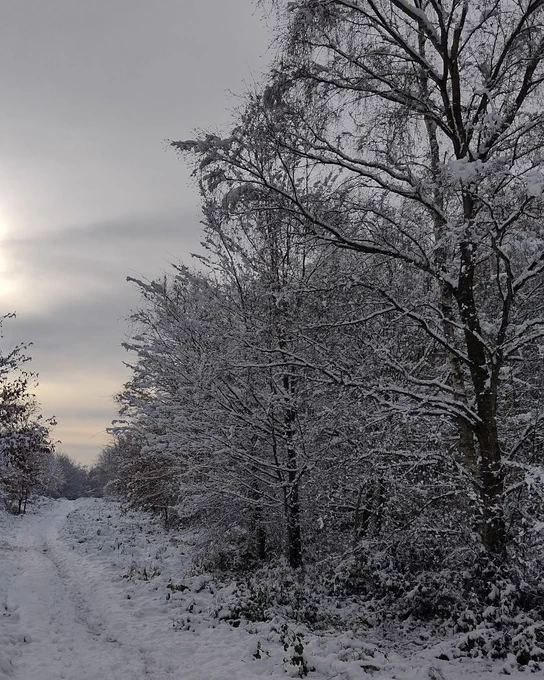 A quiet woodland path covered in fresh snow. Trees on both sides are heavily dusted with snow, their branches creating a soft, wintry canopy under a pale grey sky. The scene feels still and peaceful in the muted winter light.