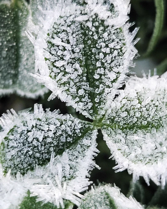 Macro photo of green leaves coated in frost. Ice crystals form sharp, white edges around each leaf and tiny frozen droplets cover their surfaces, creating a sparkling, textured winter pattern.