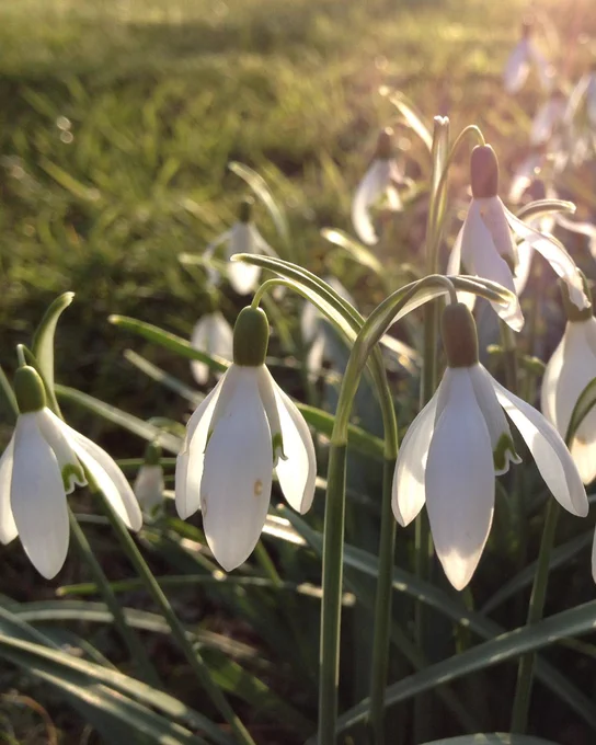 Close‑up of several snowdrops in soft golden light. Their white, drooping flowers and slender green leaves stand out against a blurred grassy background, giving a gentle early‑spring feel.
