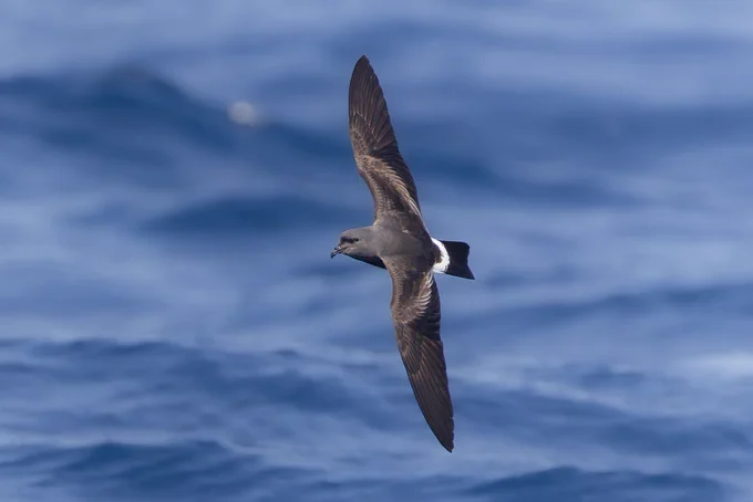 Cape Verde storm-petrel (Hydrobates jabejabe) - a large, powerful storm-petrel endemic to Cape Verde. Breeding in their 1000s on the nearby Rombos Islands, but notoriously elusive at sea.