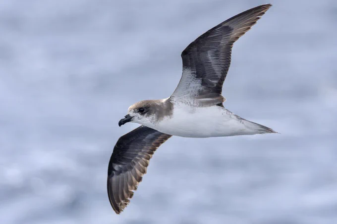 Cape Verde Petrel (Pterodroma feae) - endemic breeder common in the waters around Fogo