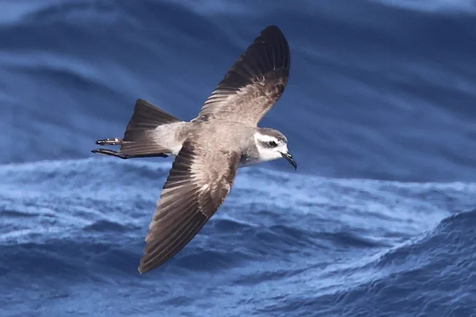 White-faced storm-petrel (Pelagodroma marina eadesi) - one of the most photogenic North Atlantic seabirds, this endemic sub-species is common in the waters around Fogo.