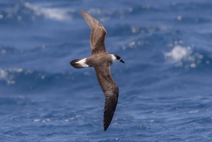Black-capped petrel (Pterodroma hasitata) - rare and enigmatic in the Western Palearctic, recorded with increasing frequency in Cape Verdean waters.