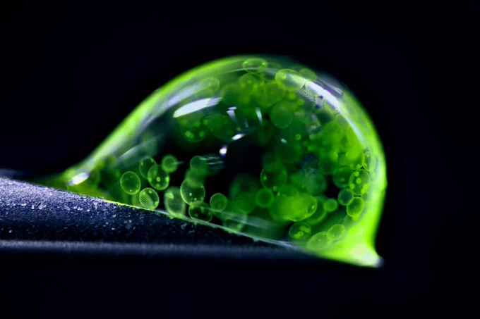 Colonial algae (Volvox) spheres in a drop of water.
Dr. Jan Rosenboom