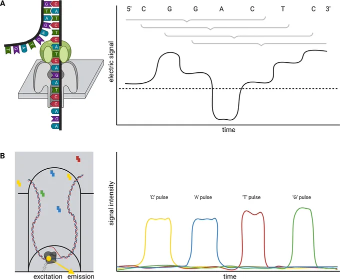 Long-read sequencing is rewriting plant genomics! 🌱 With Oxford Nanopore & PacBio tech,  even huge, complex genomes can be assembled faster and with higher  quality. This paper explores progress, challenges, and what’s next 🚀🔬 https://doi.org/10.1017/qpb.2021.18 #Genomics #PlantScience