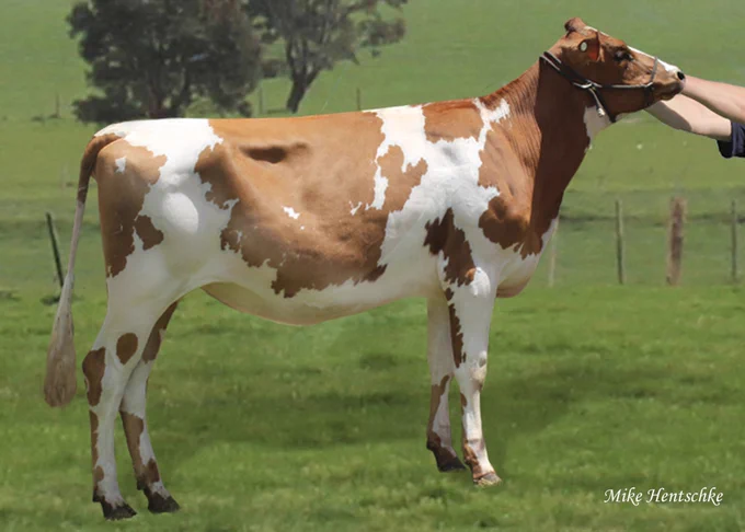 Cluain 6239 Matilda sired by GGIBLAVAND P.